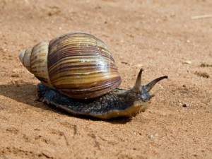 giant-african-land-snails